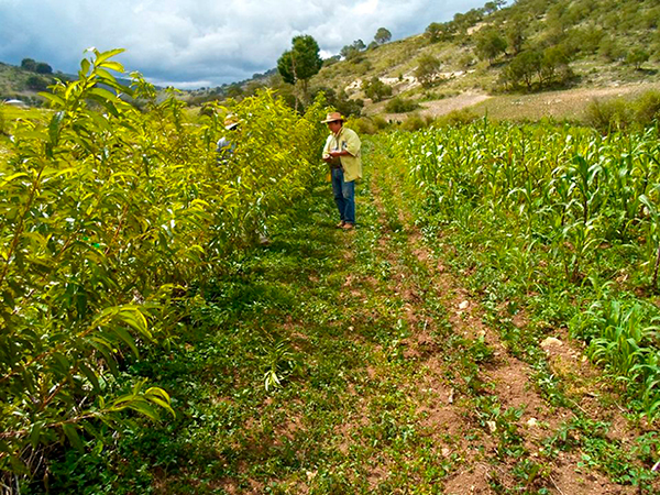 campo mexicano